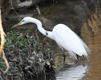 Egret 2 Photograph by Before the Blur Artistry