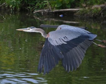 Heron in Flight Photograph by Before the Blur Artistry