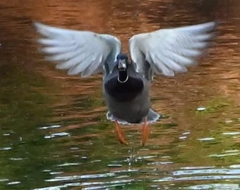 Duck Angelic  Photograph by Before the Blur Artistry