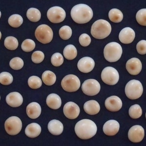 40 conchiglie di opercolo naturali – Cabochon lucidati, componenti per la creazione di gioielli