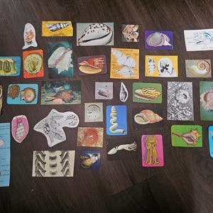 Vintage Shell & Mollusk Ephemera Pack | Marine Biology Paper Pieces | Ocean Junk Journal Supplies | Vintage Science Collage Kit