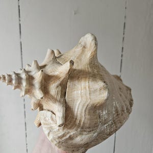 May include: A large, beige conch shell with a textured surface and a spiral shape. The shell has a prominent spire and a wide opening, showcasing natural ridges and patterns. The shell is held against a white background.