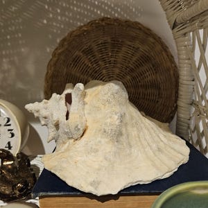 Naturalna muszla Queen Ocean Conch o długości 8 cali, duża, różowa