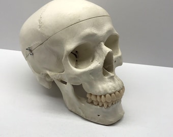 Skull~Medical Anatomical Model~1 To 1~Removable Lower Jaw And Cranium