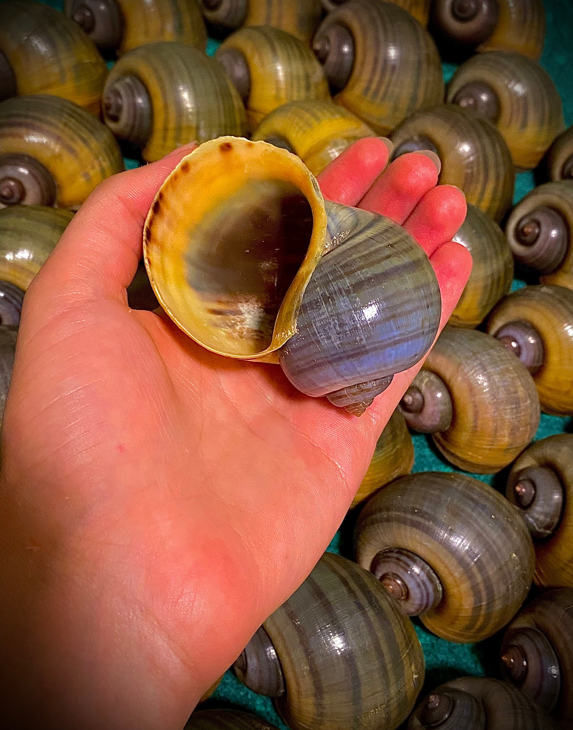 Polished GIANT Japanese Land Snail Shells 3"-3-1/2" Craft Seashells 5 