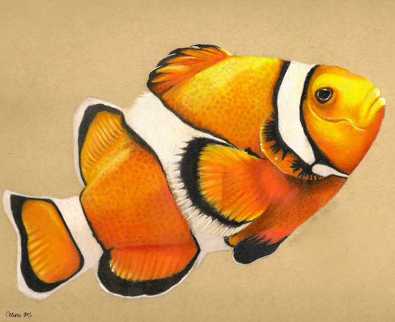 Clownfish Hand Drawn Color Pencil Drawing Print