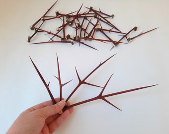 30 Acacia thorns 3,9 - 8,2 in, Locust thorns