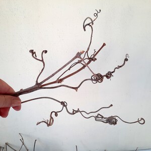 100 Natural Grapevine Tendrils, Vine Tendrils, Branches for Crafts ...