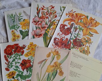 Tolles buntes Vintage Ephemera Papierset Blumen, Junk Journal Papier