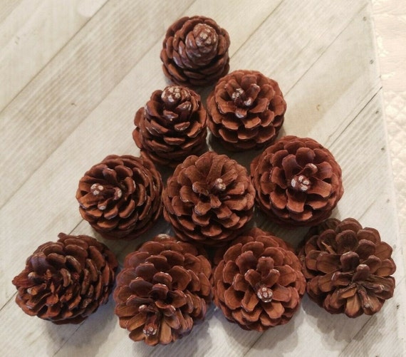 10 Real Natural Pine Cones for Crafts 35 Home Holiday Decorations, Wreaths,  School Projects, Flowers, Wedding Decor, Potpourri, Supplies 