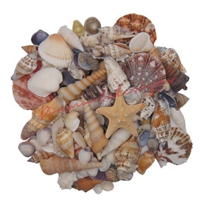 Mixed Shells Natural Shells - Seashells Beach Shells Wedding Display Craft Aquarium Sea Decor UK