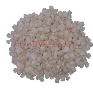 Op de afbeelding: Een grote hoop kleine, crèmekleurige schelpen, elk met een afgeronde vorm en een licht gestructureerd oppervlak. De schelpen zijn dicht op elkaar gepakt, waardoor een natuurlijke, organische textuur ontstaat. De achtergrond is effen wit.