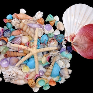 170 + Mixed Colour Pastel Seashells + Starfish Mix Beach Wedding Craft ...