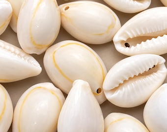 May include: A collection of smooth, off-white cowrie shells, each featuring a distinct yellow-orange ring pattern on the surface. Several shells are oriented to show the serrated, elongated opening, while others display the solid, rounded back.