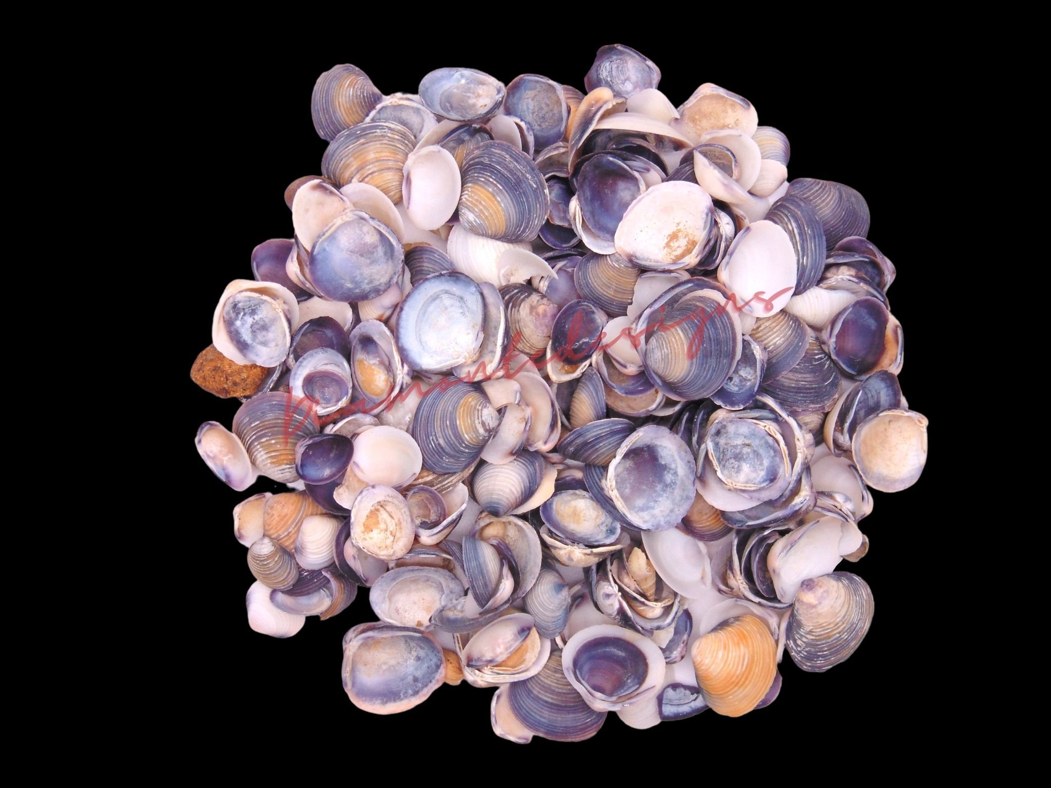 Violet Cay Cay Natural Shells Seashells Beach Shells Wedding - Etsy