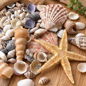 May include: A collection of various seashells and a single five-pointed starfish. The assortment includes spiral-shaped shells, fan-shaped bivalves, and small white, brown, and purple shells. The text Diamond Press is visible in the centre.