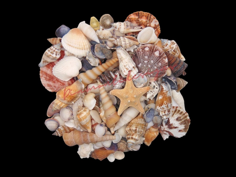 Mixed Shells Natural Shells - Seashells Beach Shells Wedding Display ...