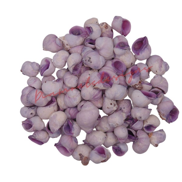Cebu Violet Natural Shells - Seashells Beach Shells Wedding Display Craft Aquarium Sea Decor UK