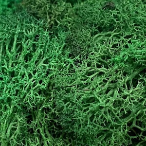 May include: A close-up of a bunch of preserved green moss. The moss has a delicate, feathery texture and is perfect for adding a touch of nature to your home decor.