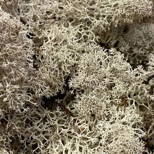 May include: A close-up of a pile of dried white reindeer moss. The moss is light and airy, with a delicate, feathery texture.