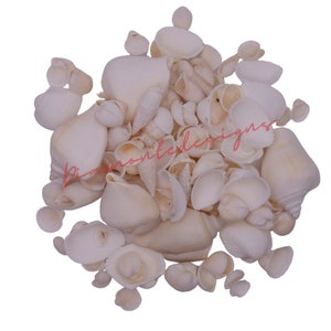 Może przedstawiać: Duża sterta białych muszli o różnych kształtach i rozmiarach. Muszle są gładkie i mają naturalne, matowe wykończenie.