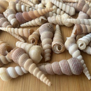 May include: A collection of numerous spiral-shaped auger seashells in various shades of beige, tan, and light brown. The shells feature distinct ridged textures and pointed ends, scattered across the frame with some overlapping each other.