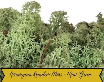 Verde menta - Musgo - Reno noruego - Conservado naturalmente - Terrarios artesanales