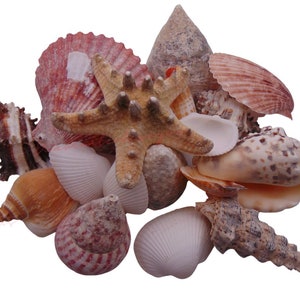 May include: A collection of seashells in various shapes, sizes, and colours, including a starfish, a cone shell, and a scallop shell.