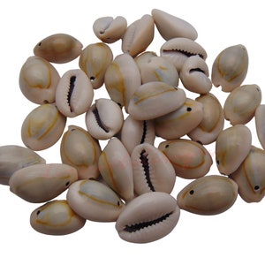 May include: A pile of approximately 30 white cowrie shells with brown and black markings. The shells are smooth and have a natural shine.