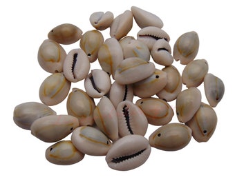 May include: A pile of approximately 30 white cowrie shells with brown and black markings. The shells are smooth and have a natural shine.