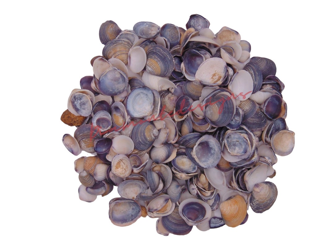 Violet Cay Cay Natural Shells - Seashells Beach Shells Wedding Display ...