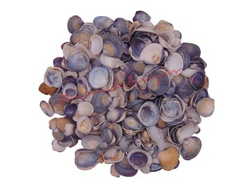 Violet Cay Cay Conchas naturales - Conchas marinas Conchas de playa Wedding Display Craft Aquarium Sea Decor España