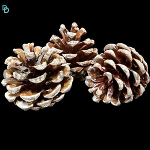 FROSTED Natural Pine Cones Approx 60 Per kg Quality Pinecone's Florists Cone UK