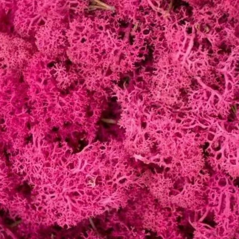 Reindeer Moss Etsy