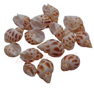 Puede incluir: Una colección de pequeñas conchas marrones y blancas con intrincados patrones. Las conchas están dispuestas en un grupo sobre un fondo blanco.
