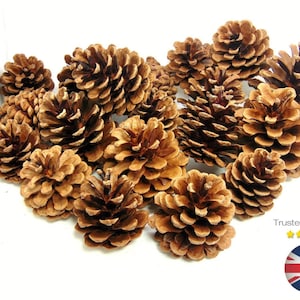 10 - 80 Piezas - Conos de Pino Natural 4cm-8cm Tamaño Calidad Piña Floristerías Artesanía Decorativa