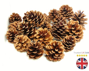 10 - 80 Pz - Pigne Naturali 4cm-8cm Formato Qualità Pigna Fioristi Artigianato Decorativo