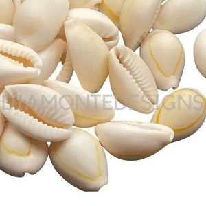 May include: A collection of white cowrie shells with a yellow stripe. The shells are smooth and glossy, and they are arranged in a pile.