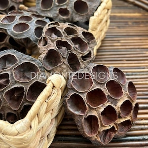 May include: A collection of dried, dark brown lotus seed pods with distinct circular cavities, arranged within a light tan woven basket. The pods feature a textured, woody surface and are displayed in a cluster, showcasing their natural, hollow structure.