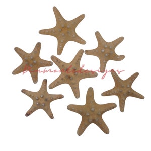 May include: A collection of six tan starfish with small, light-colored bumps. The starfish are arranged on a white background. The image has a natural, beachy aesthetic.