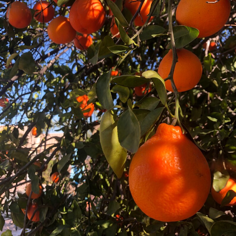 Honeybell Tangelo Tea Etsy