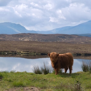 Highland cow in the Scottish Highlands, near Rannoch | Scottish nature photography | Highland Cow print | wall art