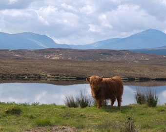 Highland cow in the Scottish Highlands, near Rannoch | Scottish nature photography | Highland Cow print | wall art