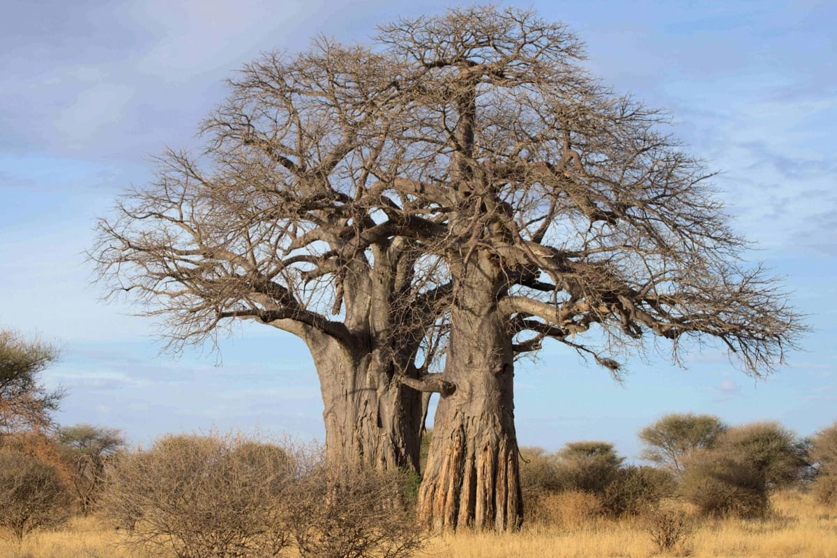 Baobab Tree Tanzania Etsy