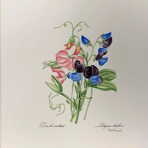 Posie Henzel. - Original Water Color Flower