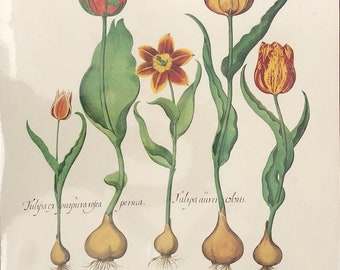 Basil Besler - Five Tulips 20&quot;x26&quot;