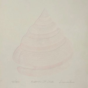 May include: A pink line drawing of an Emperor's Slit Shell on a white background. The drawing is signed "Susannah" and numbered "15/300".