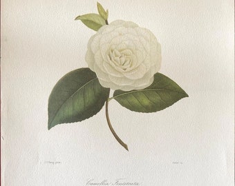 J.J. Jung - Camillia Fenestrata 11.25x14.5