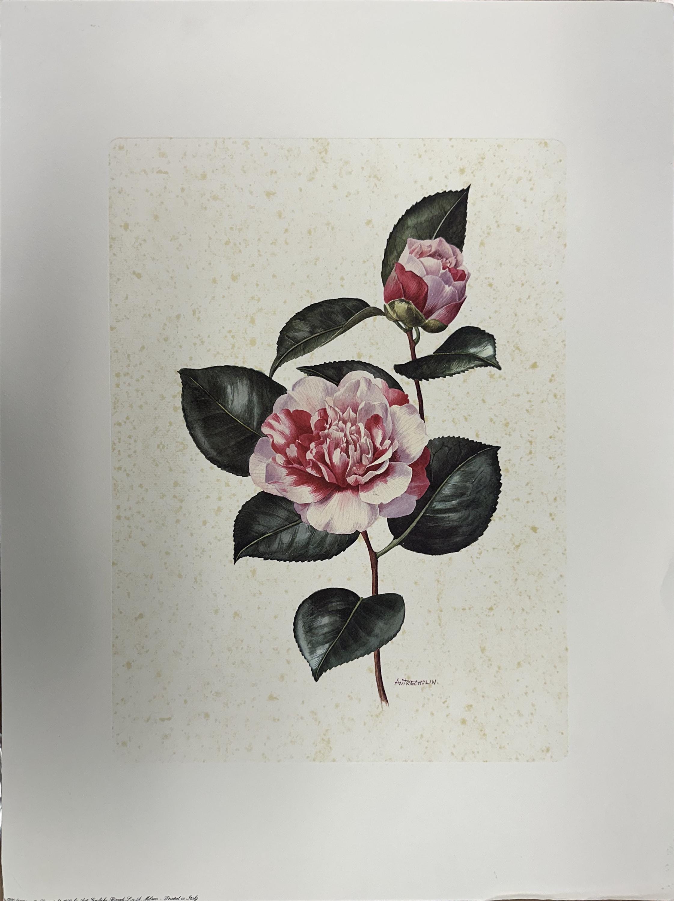 洋書 Porzellanmalerei Faszination Rosen 洋書 Porzellanmalerei Faszination Rosen Porzellanmalerei