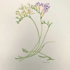May include: Watercolor painting of a bouquet of white and purple freesia flowers with green stems. The painting is signed "Robin Alvarez" in the bottom right corner.